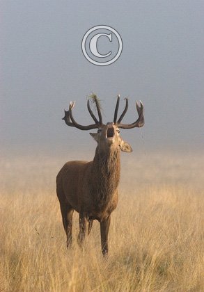 Red Stag in Mist